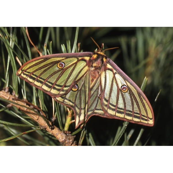 Spanish Moon Moth G isabellae eggs